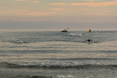 DSC_6942-1